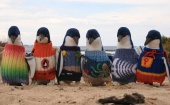 109-летний австралиец связал свитера для пингвинов
